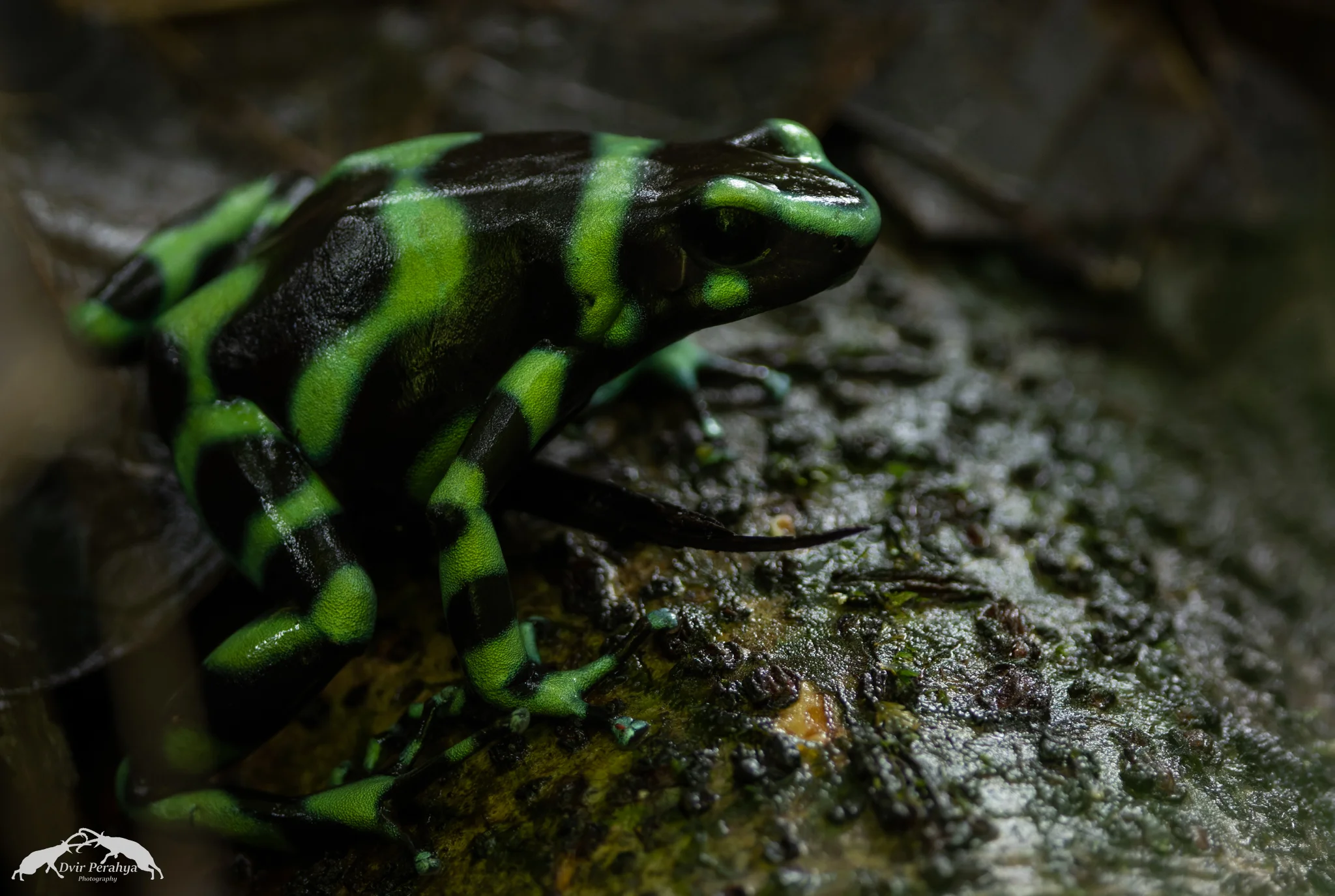 Costa Rica Wildlife